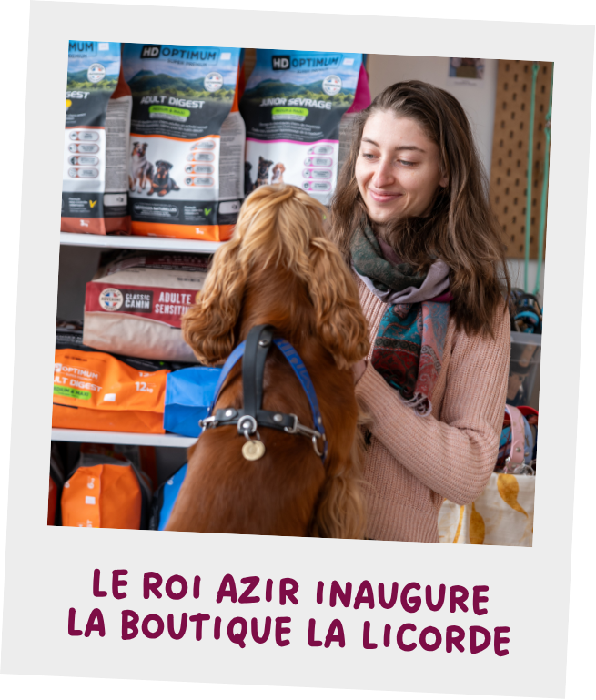 Cheval portant un sidepull la licorde