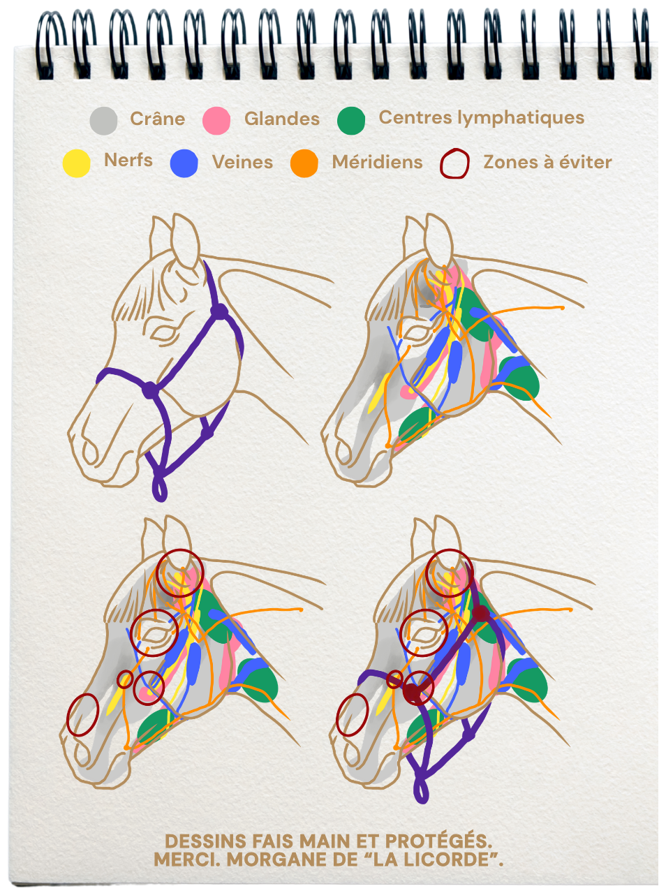 Schémas représentants les méridiens, les glandes, les veines, les centre lymphatiques, les nerfs... de la tête d'un cheval et la faon dont le licol appuis sur les zones sensibles.