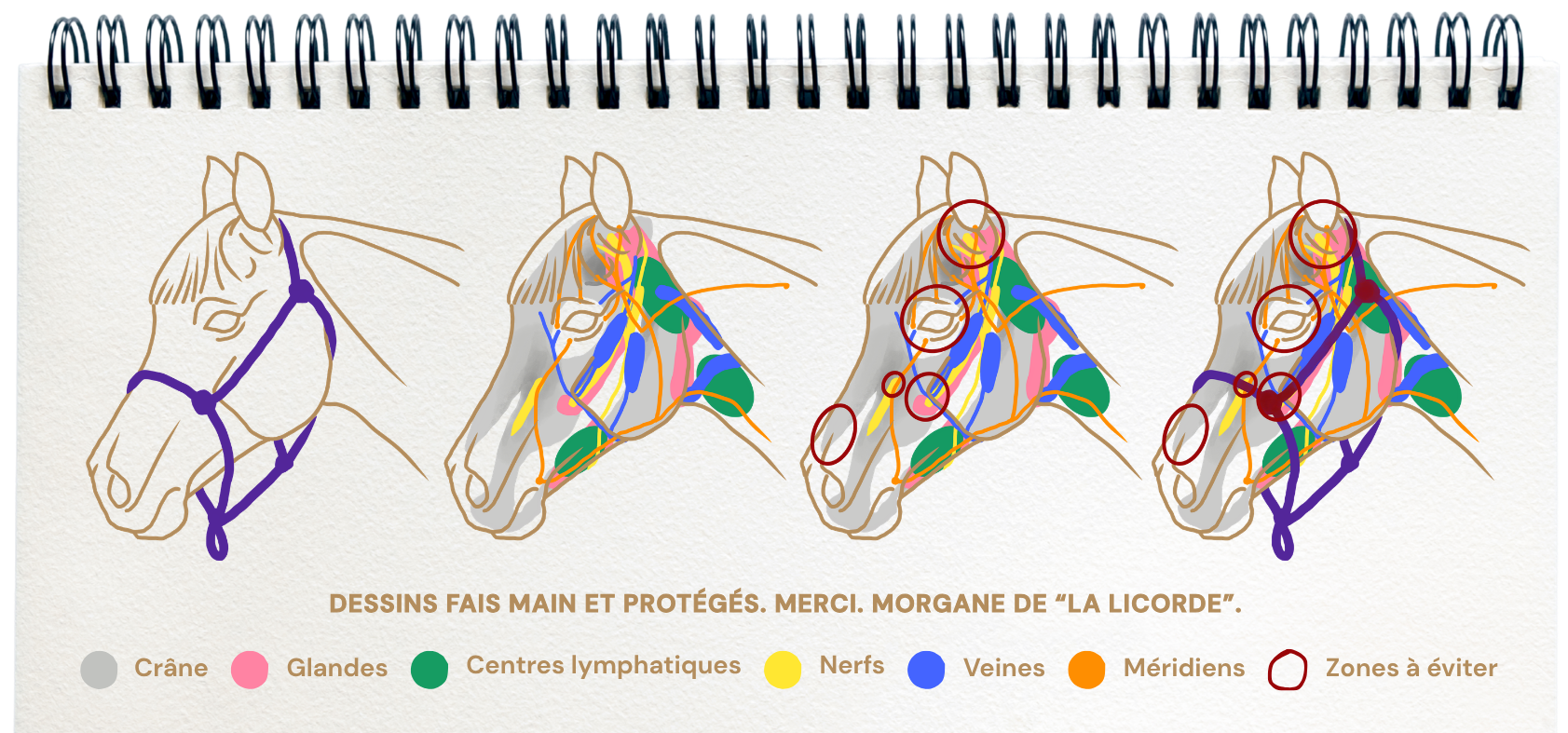 Schémas représentants les méridiens, les glandes, les veines, les centre lymphatiques, les nerfs... de la tête d'un cheval et la faon dont le licol appuis sur les zones sensibles.
