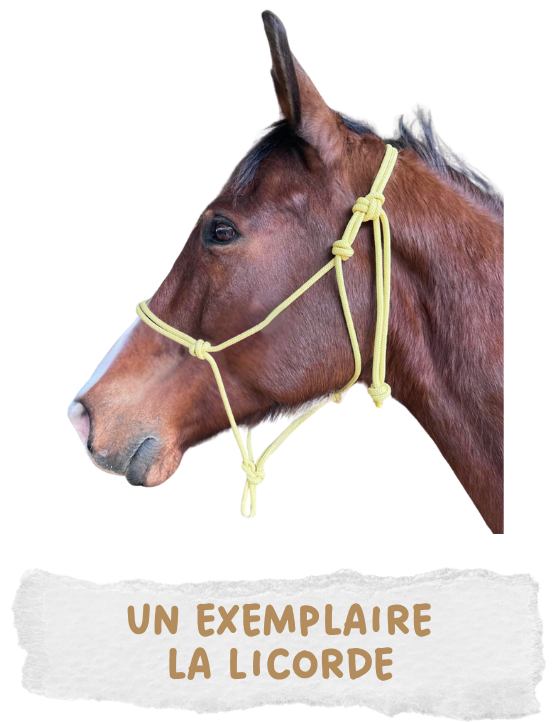 Chat qui porte un harnais anti-fuite de La Licorde