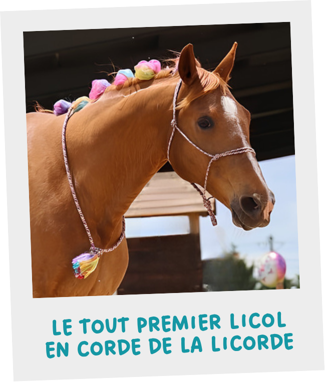 Photographie du tout premier licol en corde réalisé par Morgane de La Licorde